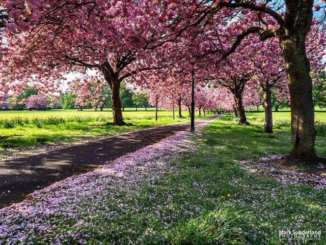 Path through Cherry Blossom in Spring on The Stray