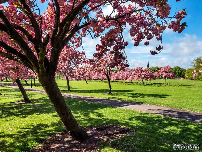 Cherry Blossom in Spring on The Stray with the spire of Trinity Methodist Church in the distance