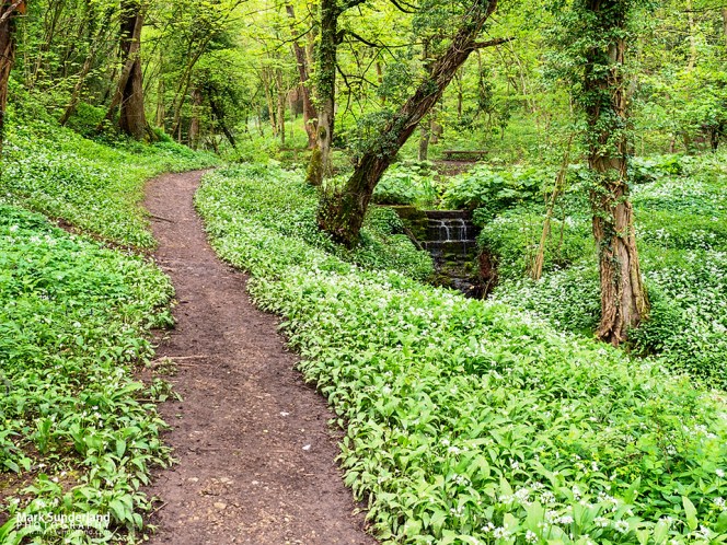 Footpath through woodland at Mackintosh Park in the Nidd Gorge near Knaresborough