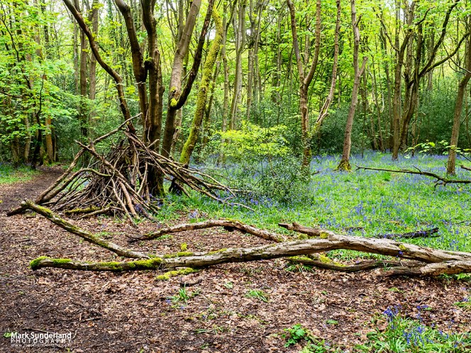 Bluebells in Nidd Gorge Woods