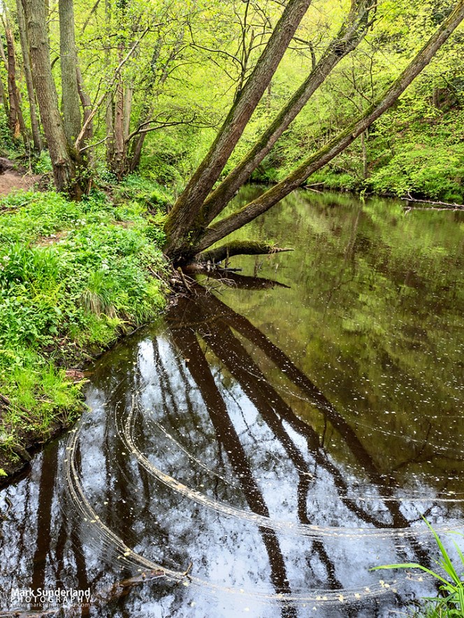 Tree reflected in the River Nidd at Scotton Banks in Nidd Gorge Woods