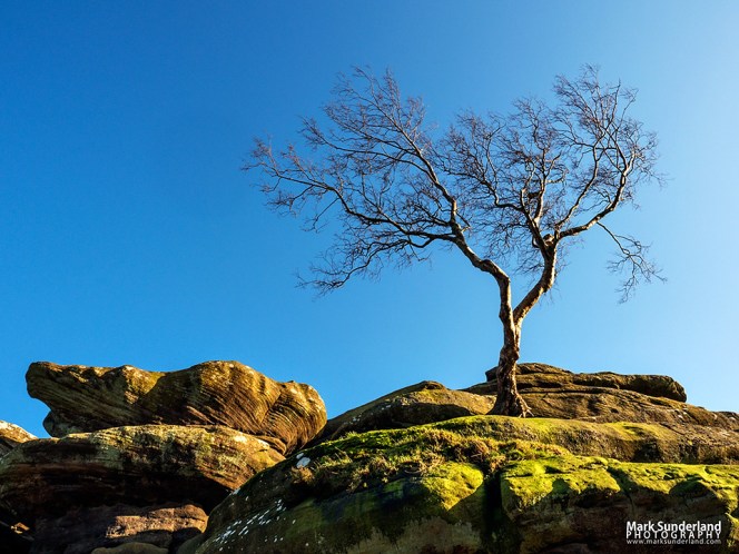LLone tree clinging to gristone rock formations at Brimham Rocks