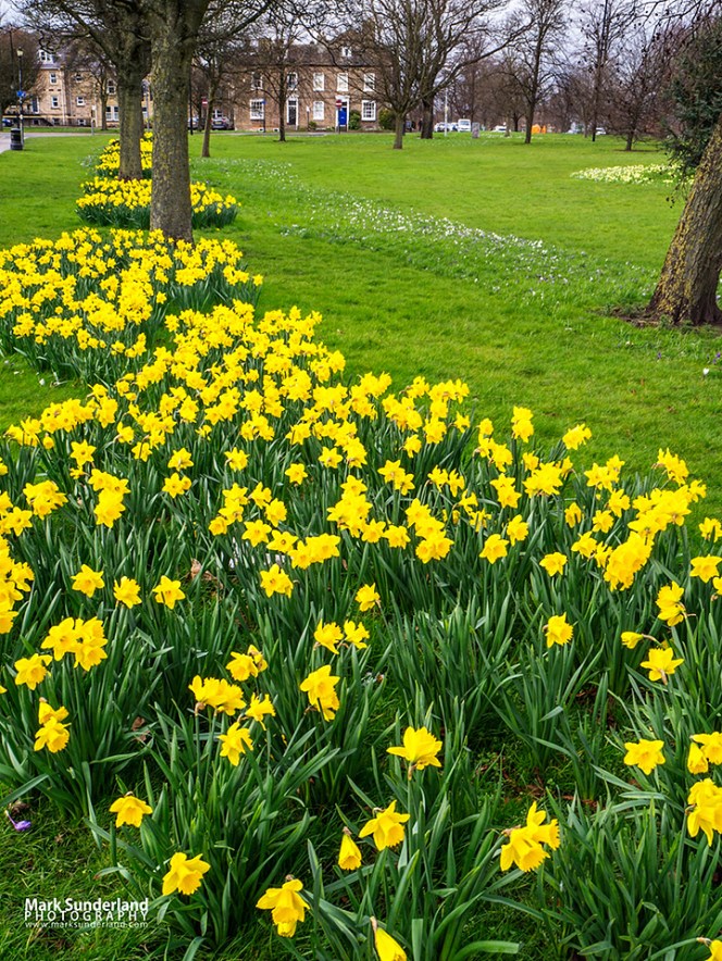 Daffodils in bloom on The Stray in Harrogate