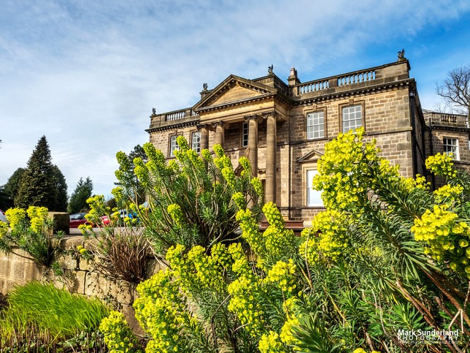 Euphorbia in flower in early spring at Conyngham Hall, Knaresborough